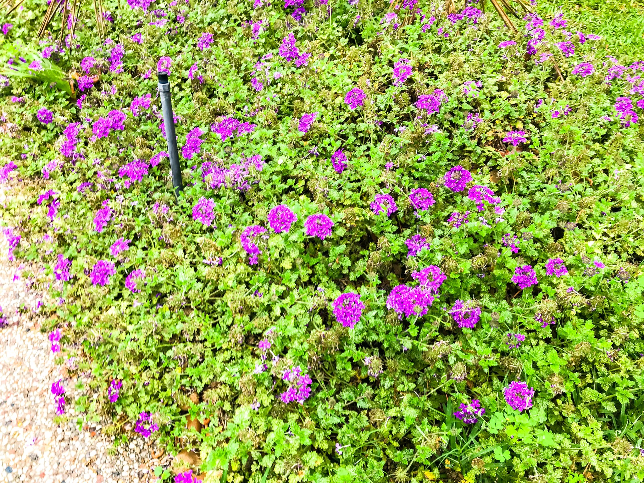 Landscape Lighting project in Spring